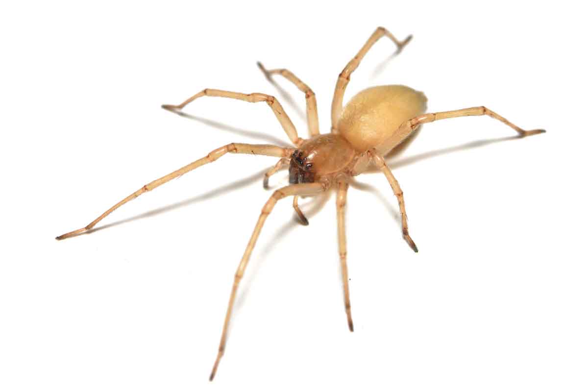 Sac Spider pest control experts