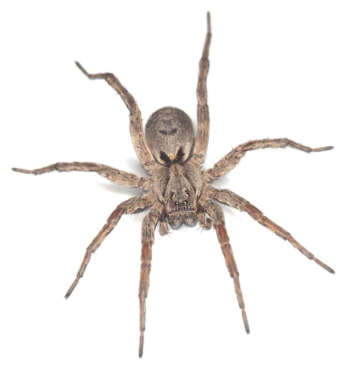 Wolf Spider pest control experts