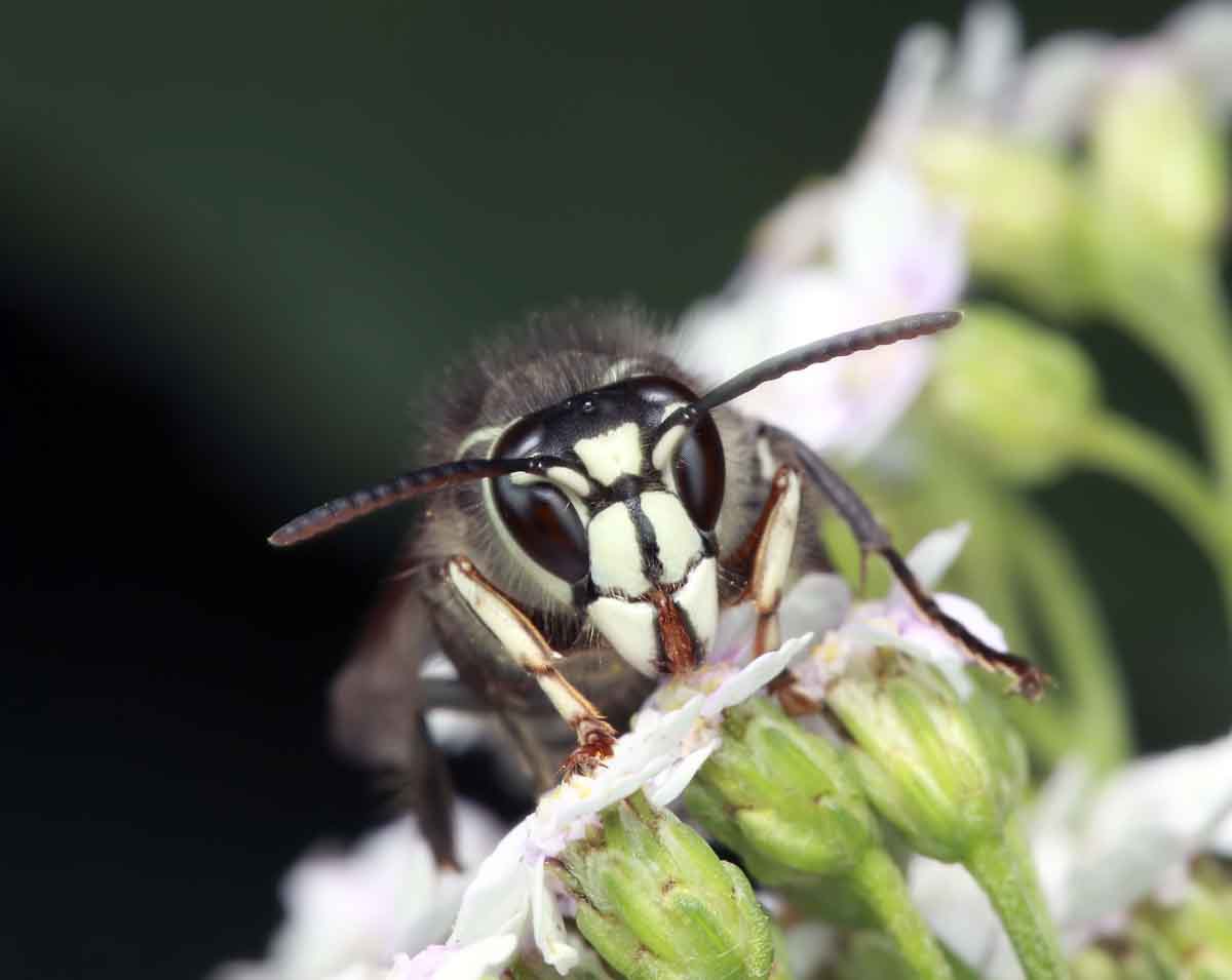 PREVENTION OF BALDFACE HORNETS