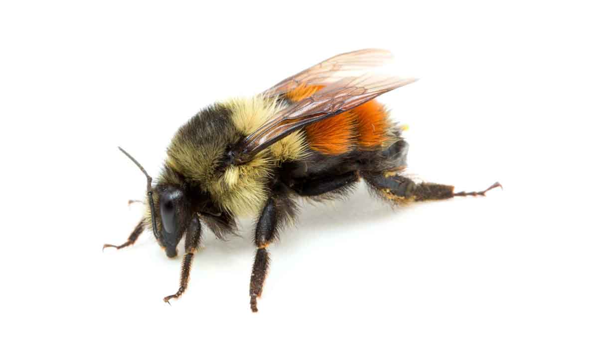 Bumble Bee pest control experts