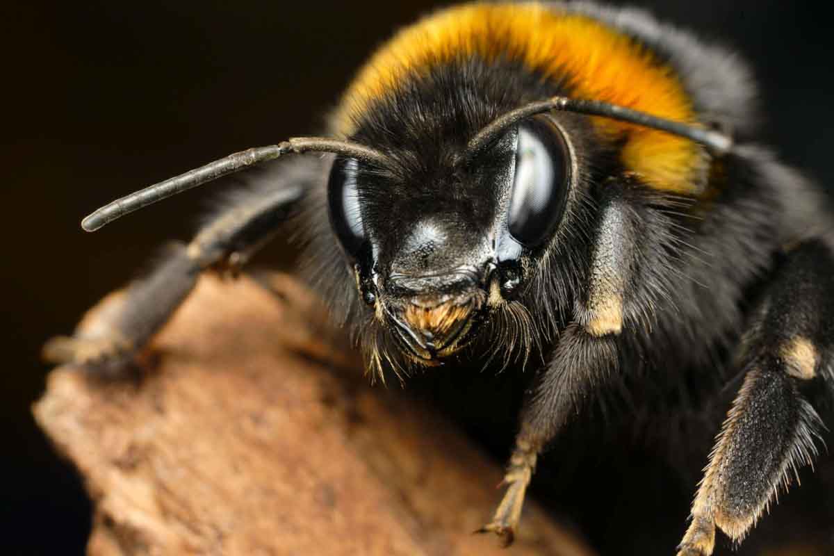 Bumble bee pest control services