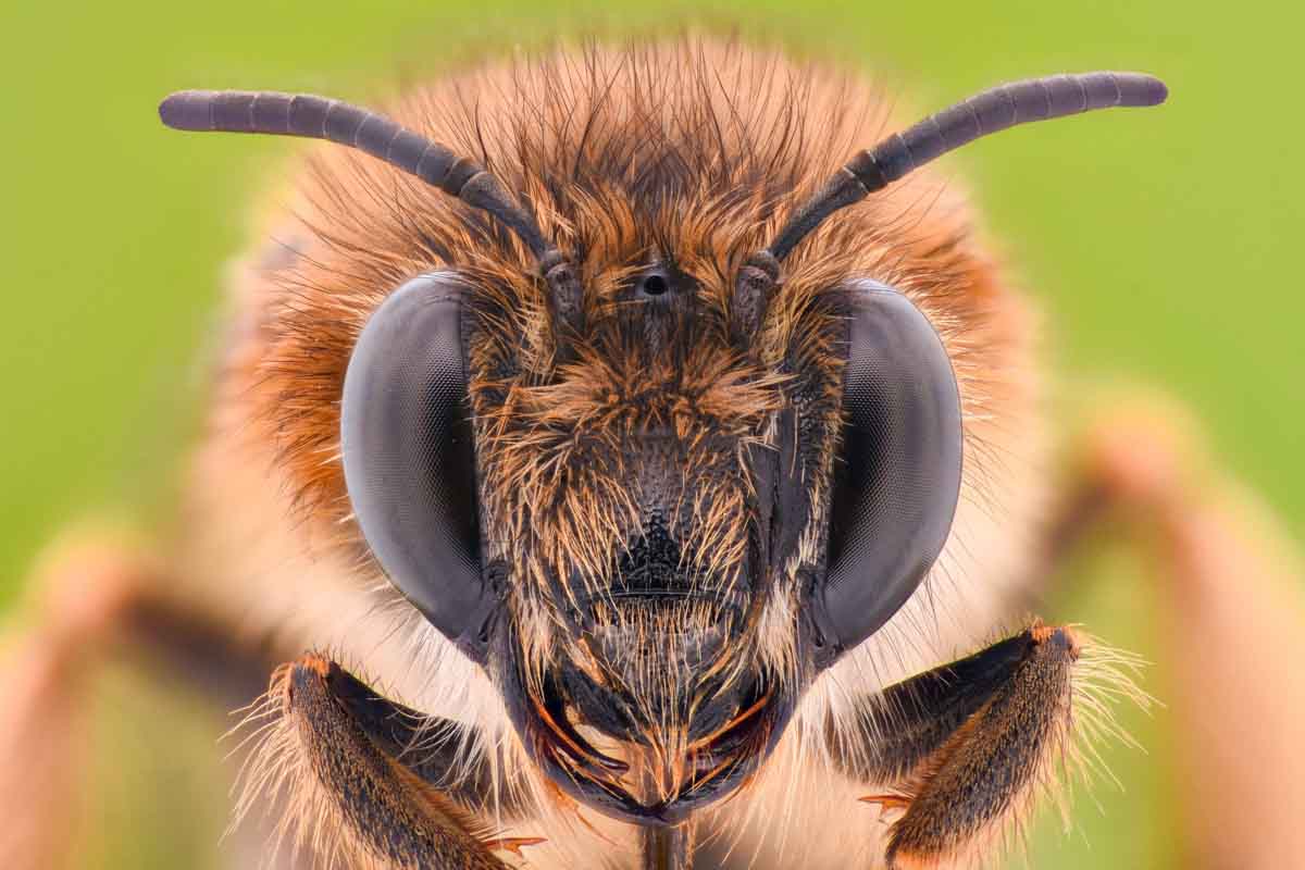 Honey bee pest control services