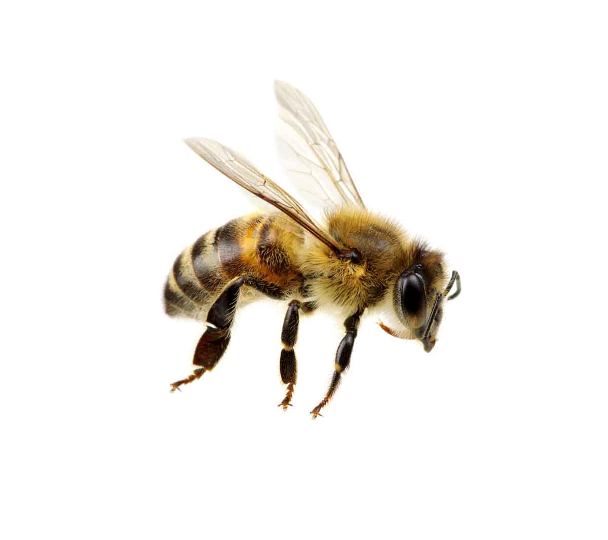 Honey bee pest control services