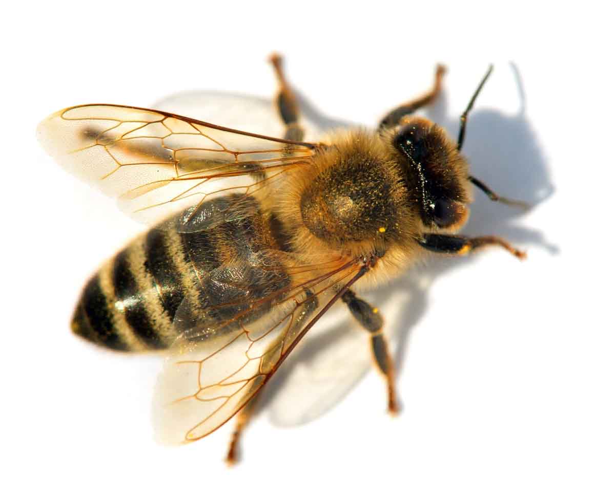 Honey Bee pest control experts