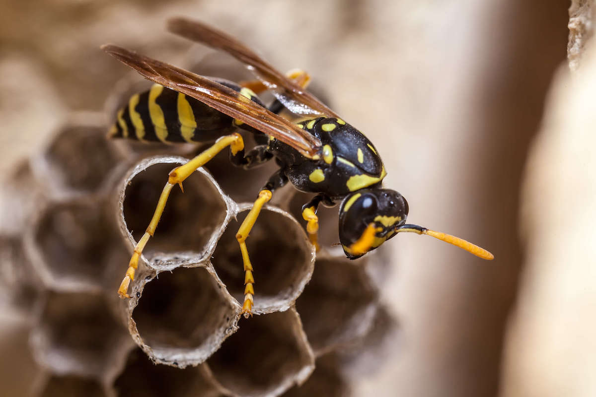 Paper Wasp pest control services