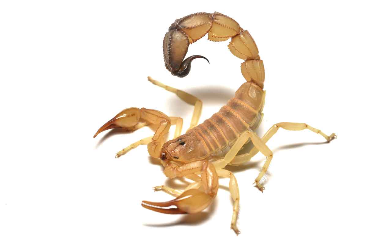Scorpion pest control experts