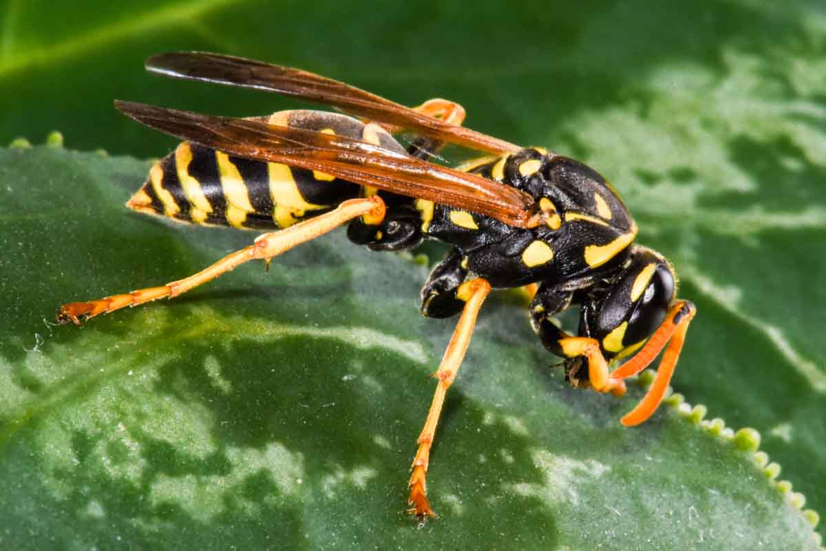 Western Yellowjacket pest control services