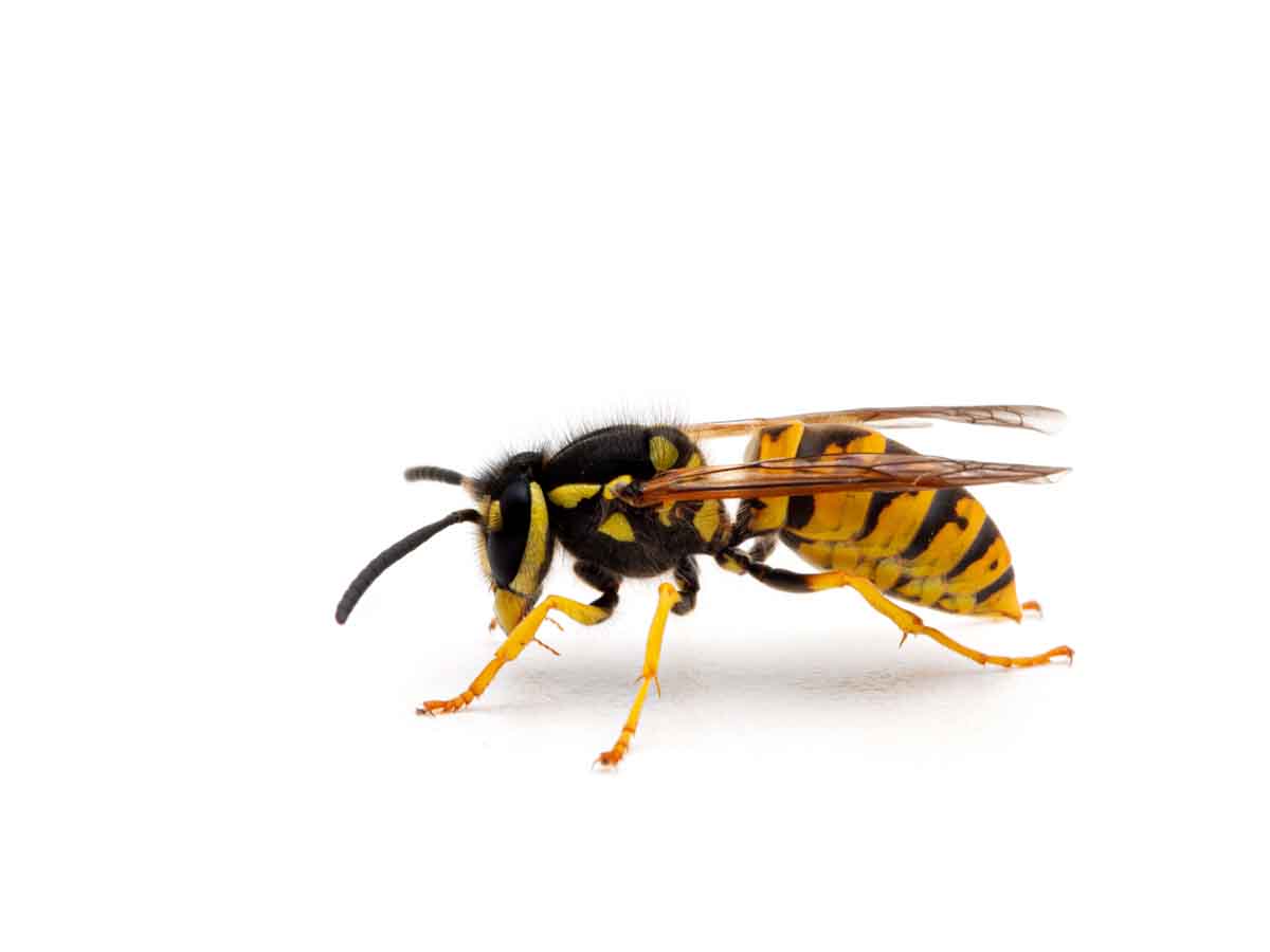 Western Yellowjacket pest control services