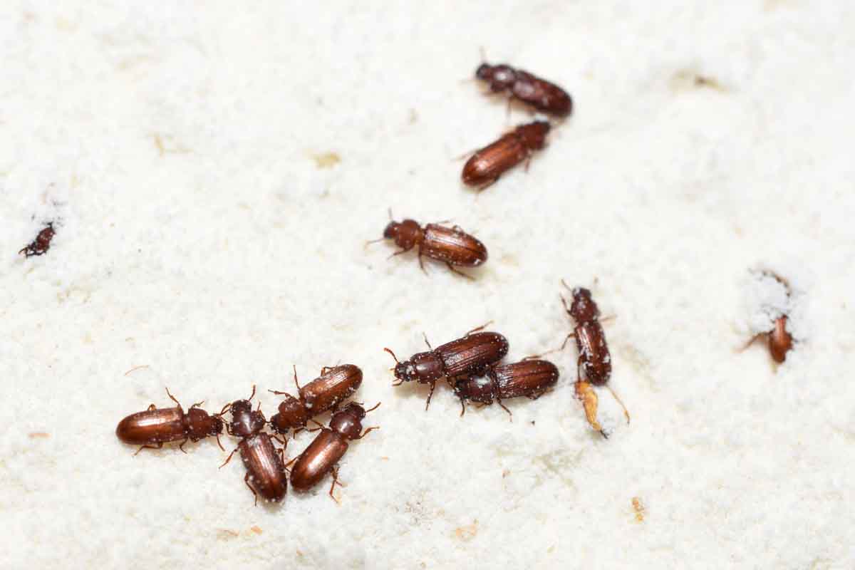 Confused flour beetle pest control services