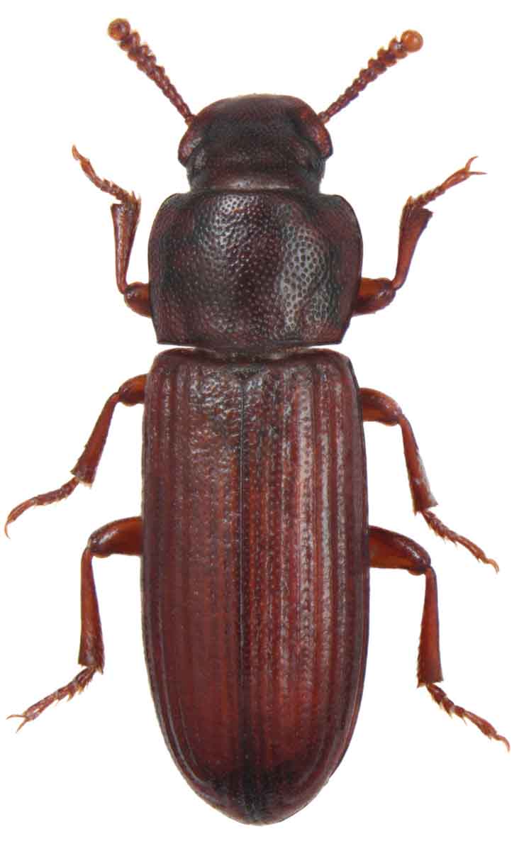 Confused flour beetle pest control services