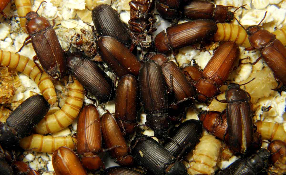 Mealworm pest control services