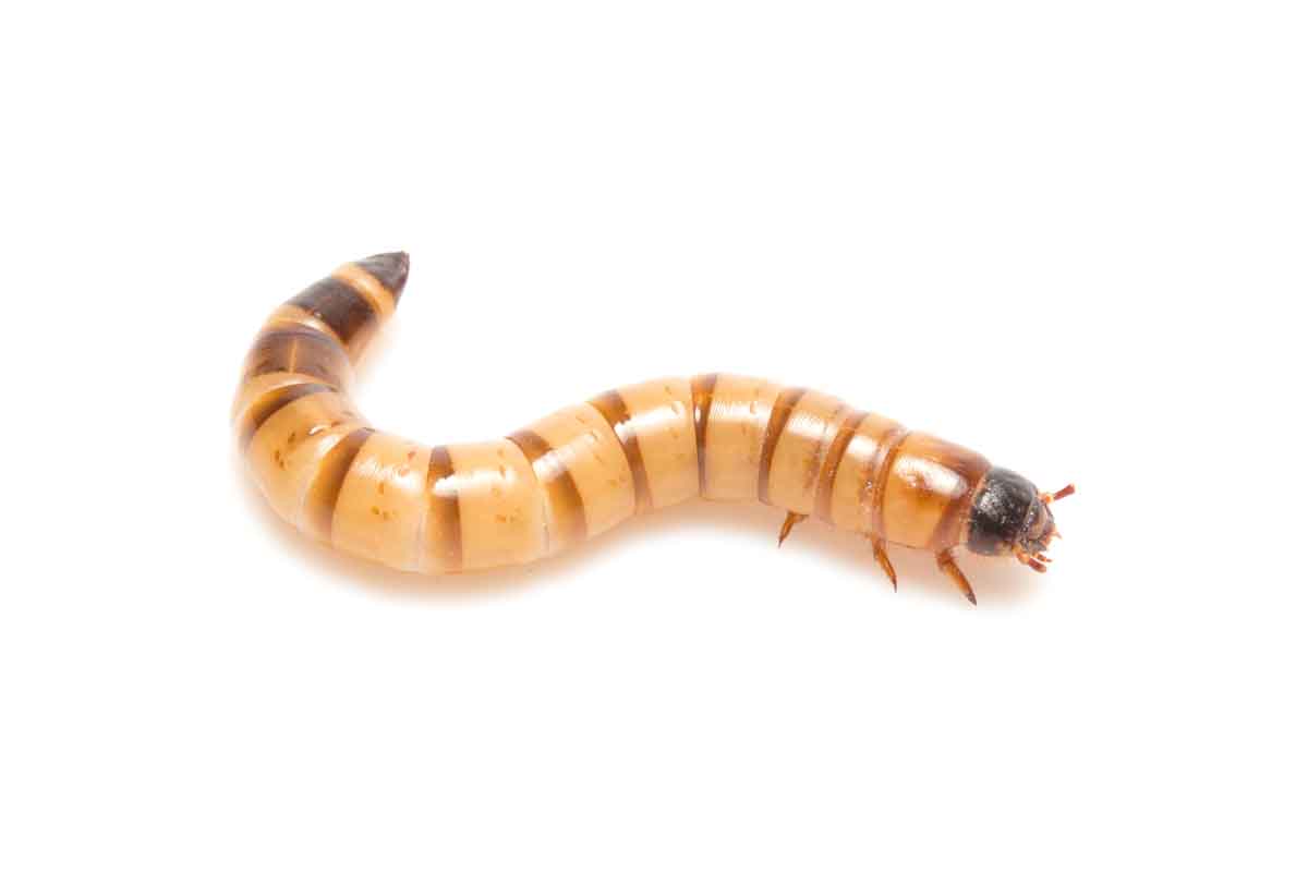 Mealworm pest control experts