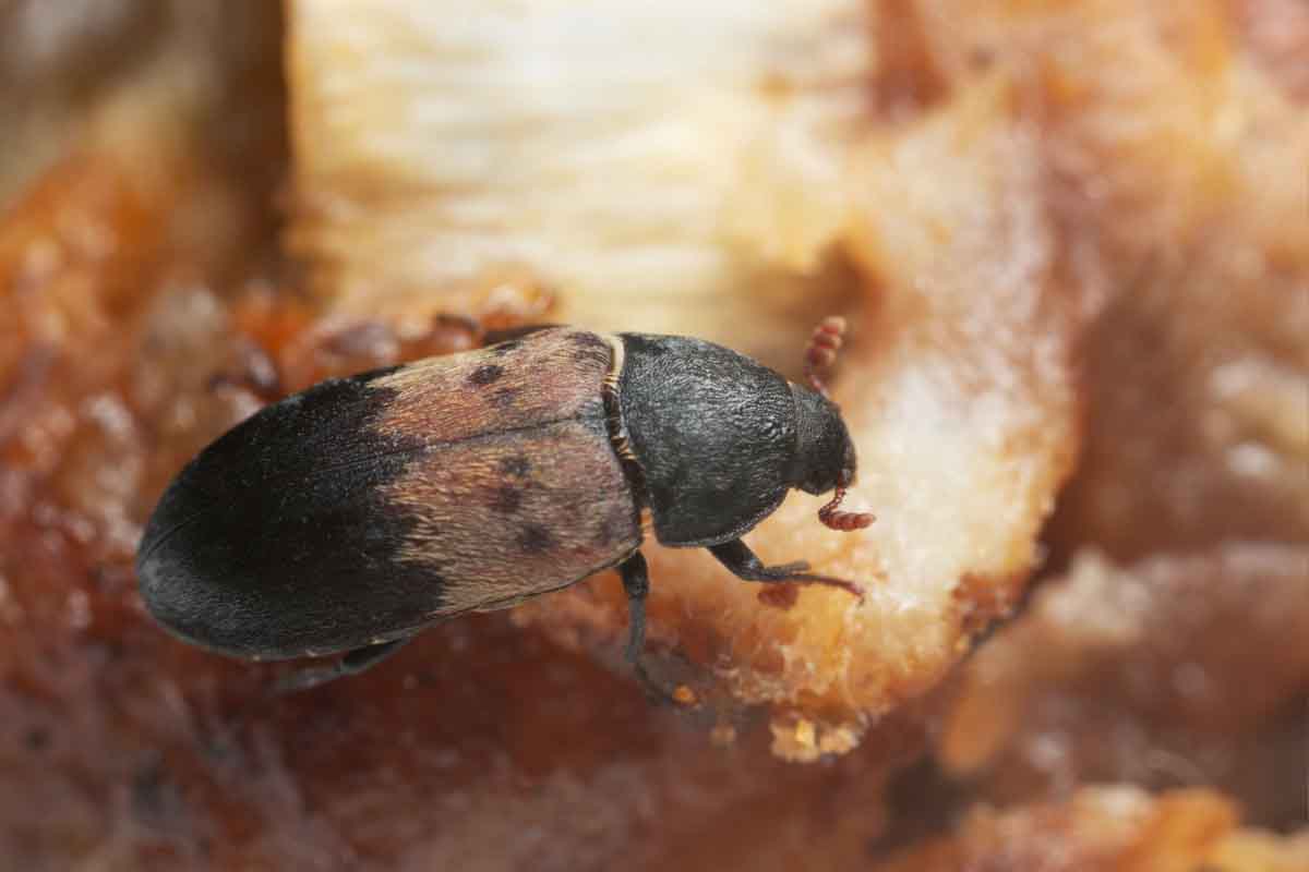 Larder beetle pest control services