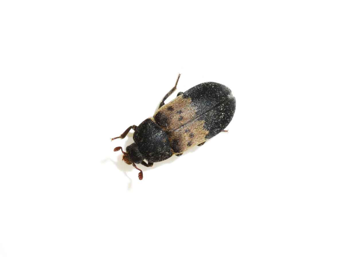 Larder beetle pest control services