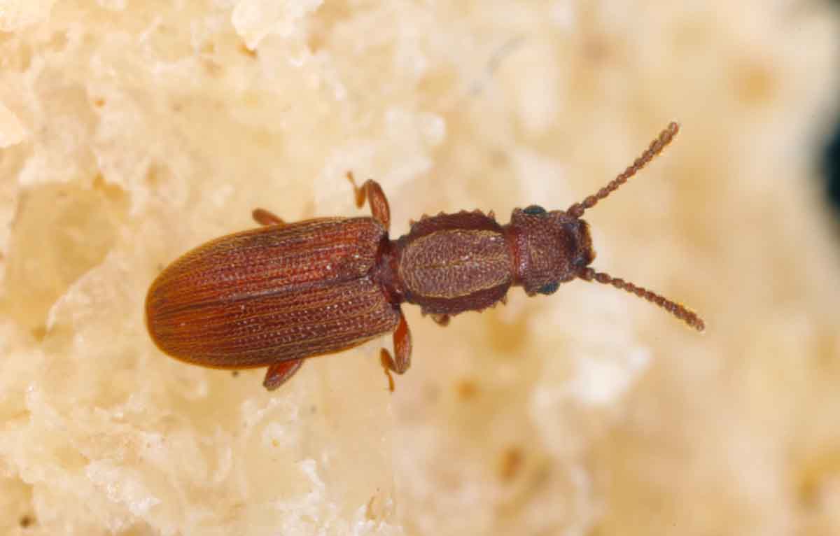 Sawtooth Grain Beetle pest control experts