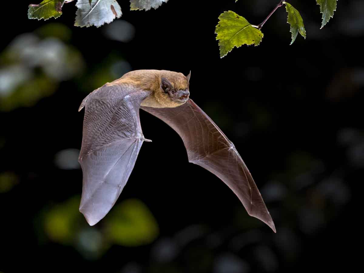 Bat pest control