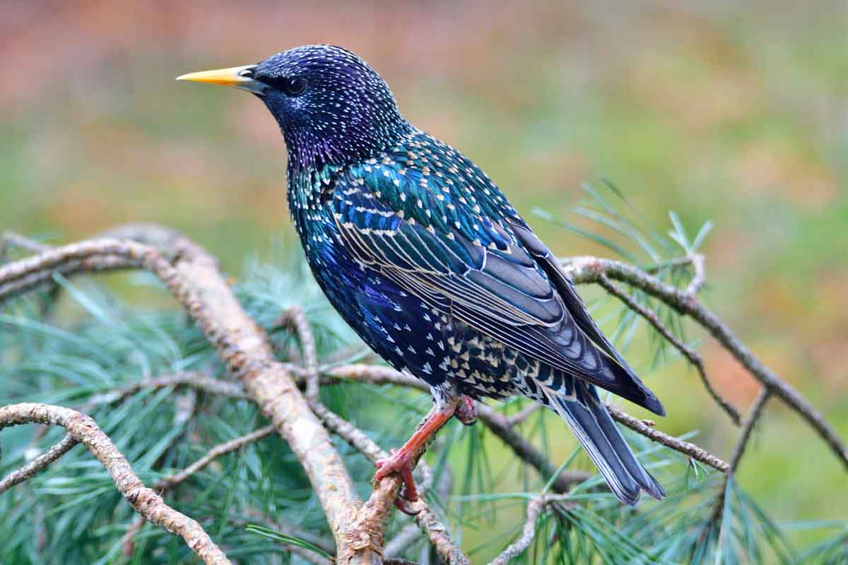 Starling pest control services