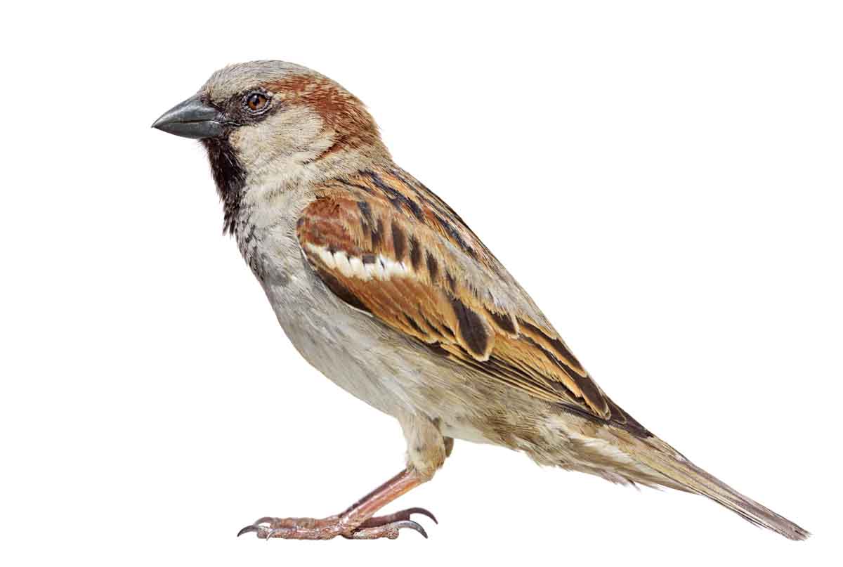 Sparrow pest control experts