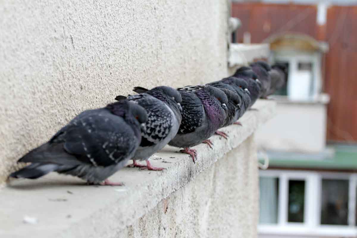 Pigeon pest control