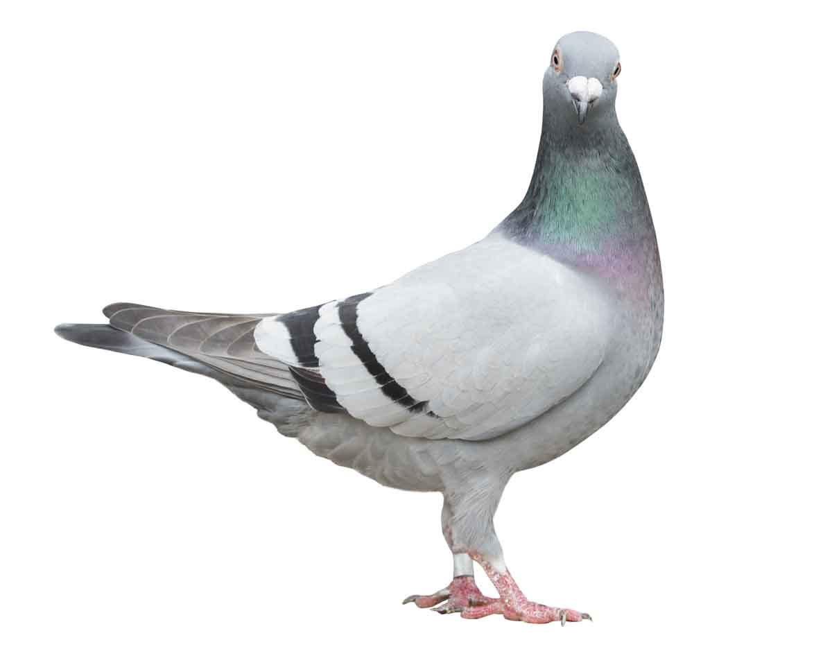 Pigeon pest control experts