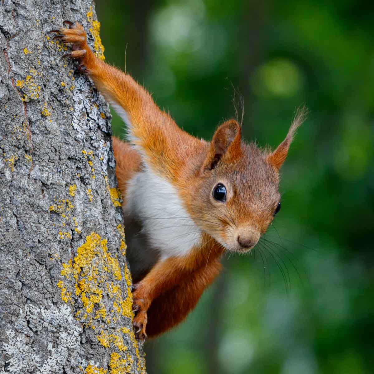 Squirrel pest control services