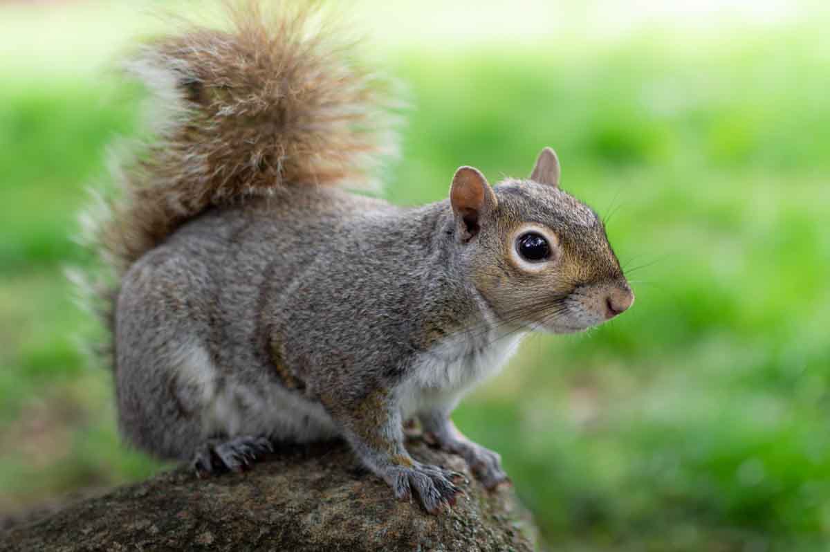Squirrel pest control experts