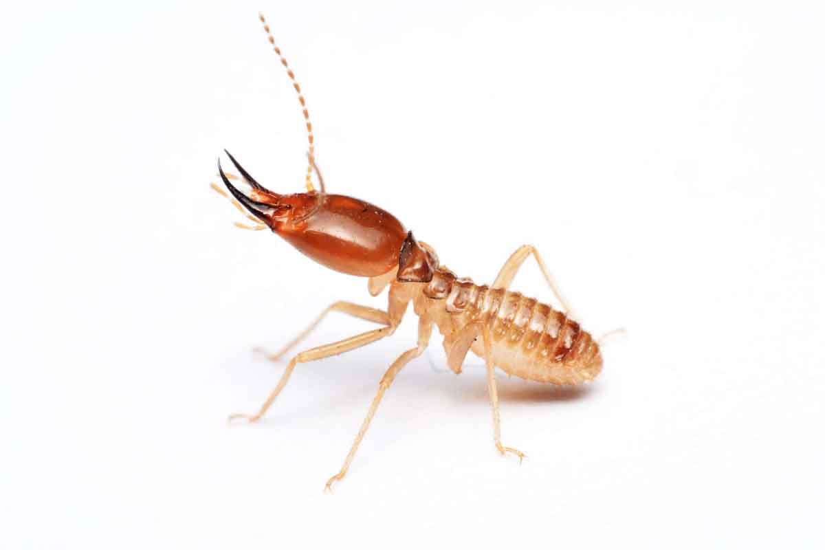 West Subterranean Termite pest control experts