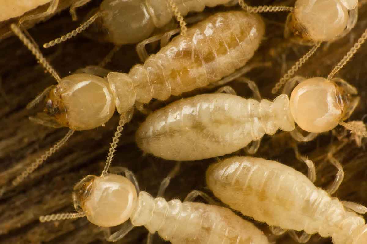 Termites pest control